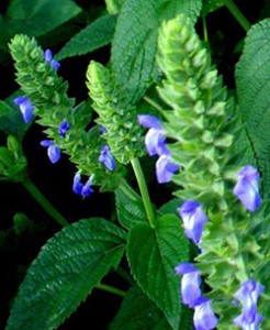 Graines de Chia