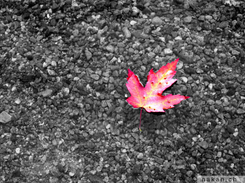 Canada: album photo et carnet de route